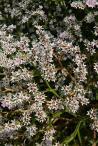 445.00 Limonium dumosum (tataricum)3